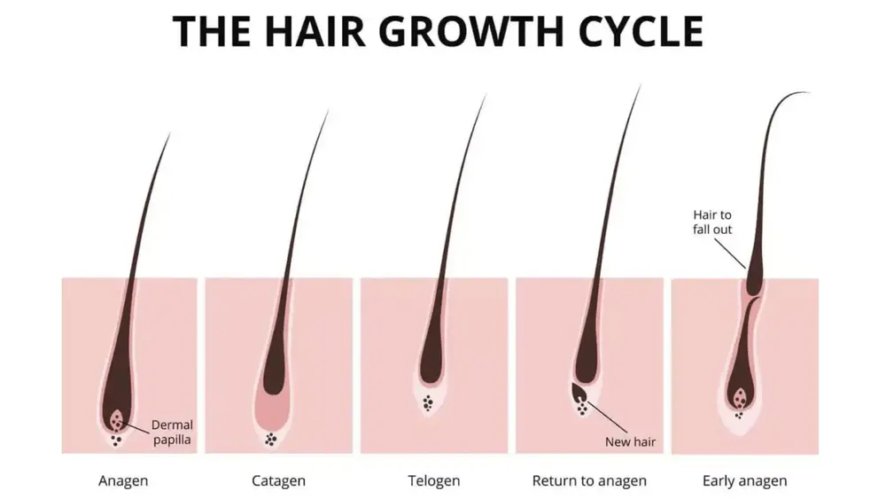 Håret växer snabbare på sommaren
